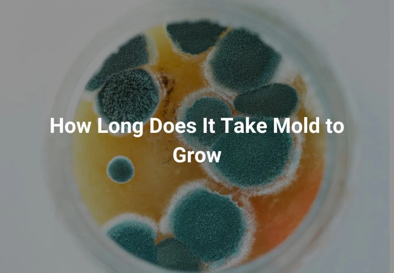 How Long Does It Take Mold to Grow