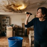 Will Home Insurance Cover Mold Damage? What Florida Owners Must Know
